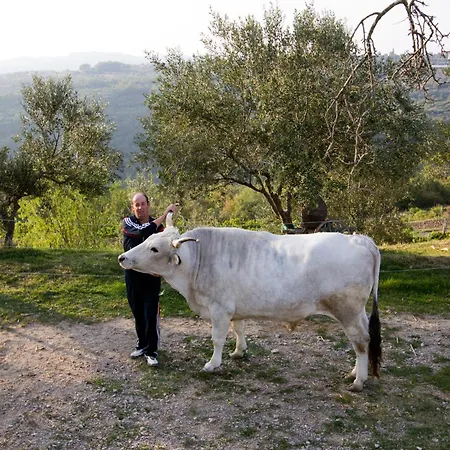 Apartment Tourist Farm Robivera *